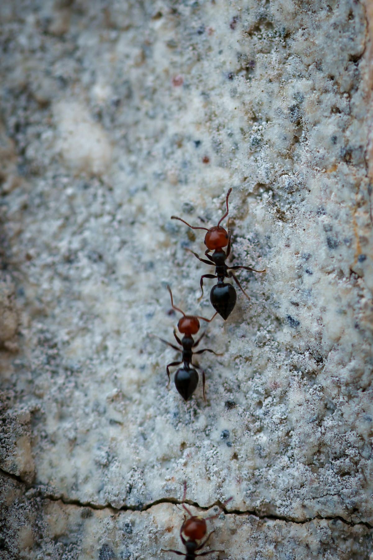 Argentine Ants in Melbourne: Why the Trails Keep Coming Back