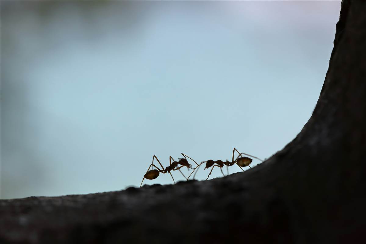 How to Get Rid of Ants in Melbourne: Treat the Nest, Not the Trail