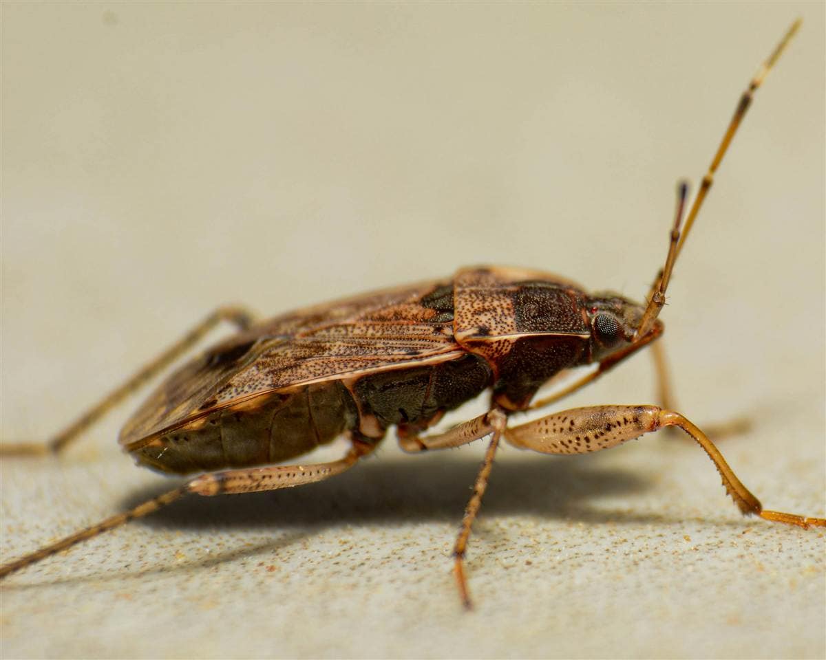 Bed Bugs in Melbourne: How to Spot Them and Get Rid of Them
