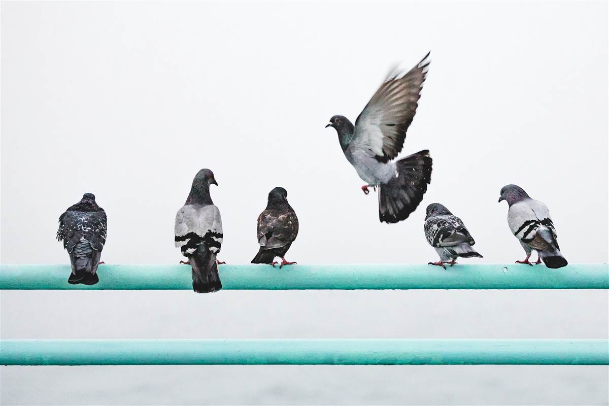 Bird Control & Pigeon Proofing in Melbourne