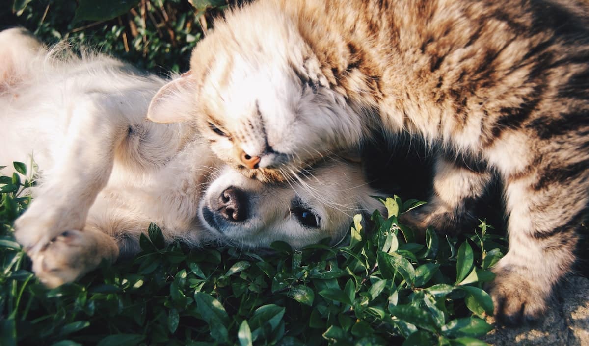 Natural and Low-Tox Pest Control in Melbourne: What Actually Works