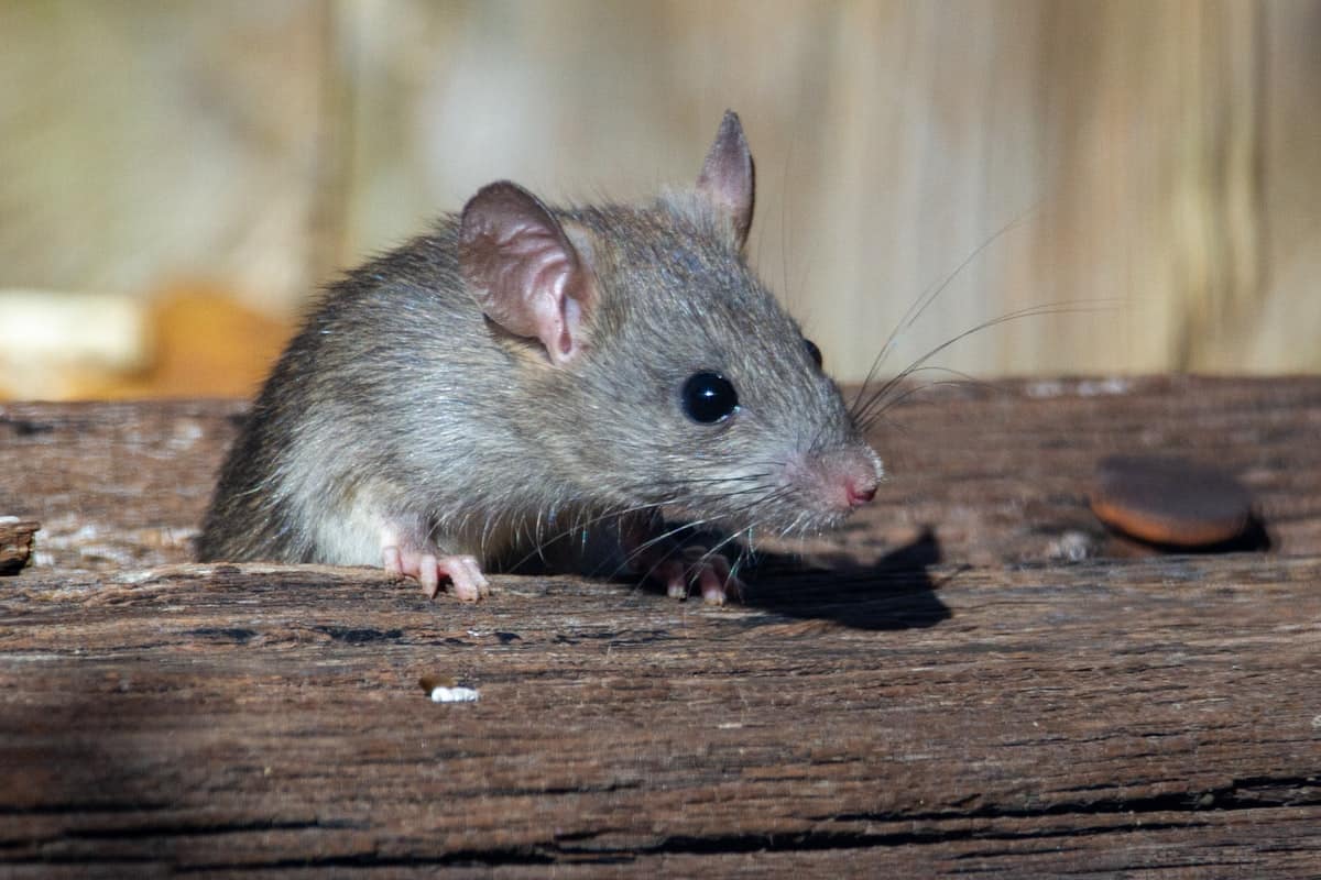 Rodent Proofing Your Melbourne Home: A Complete Exclusion Guide