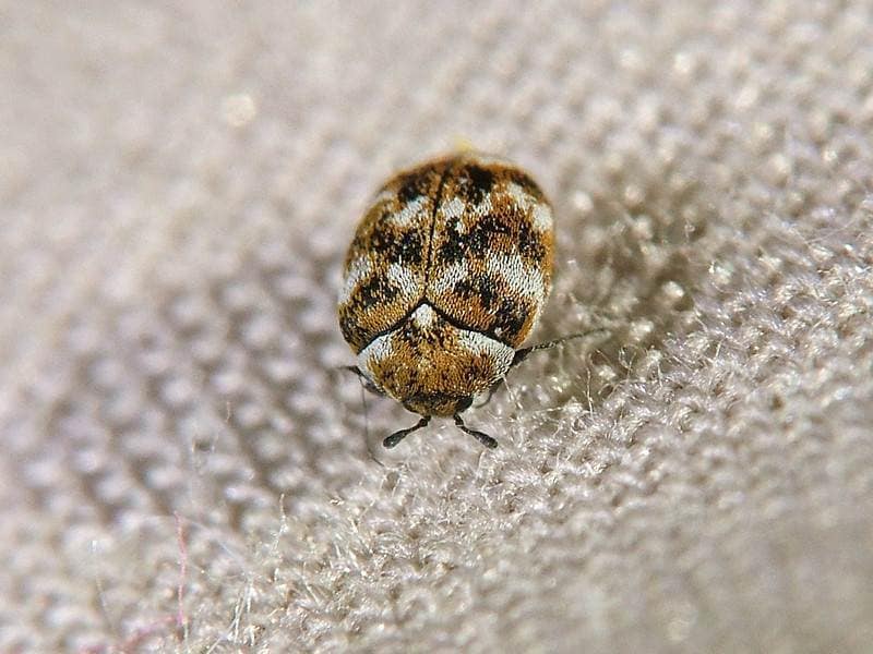 Carpet Beetle Treatment in Melbourne: Protecting Carpets and Clothes