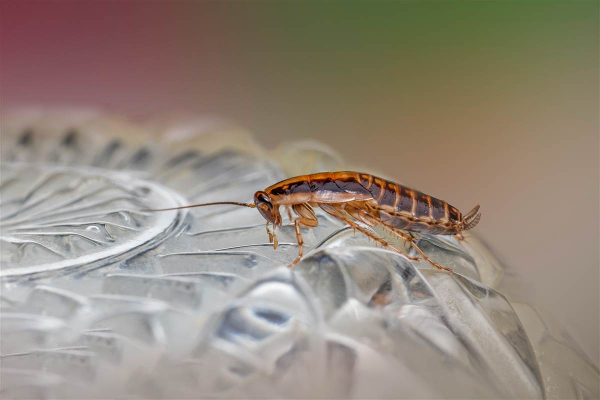 How to Get Rid of Cockroaches in Melbourne (and Keep Them Out)