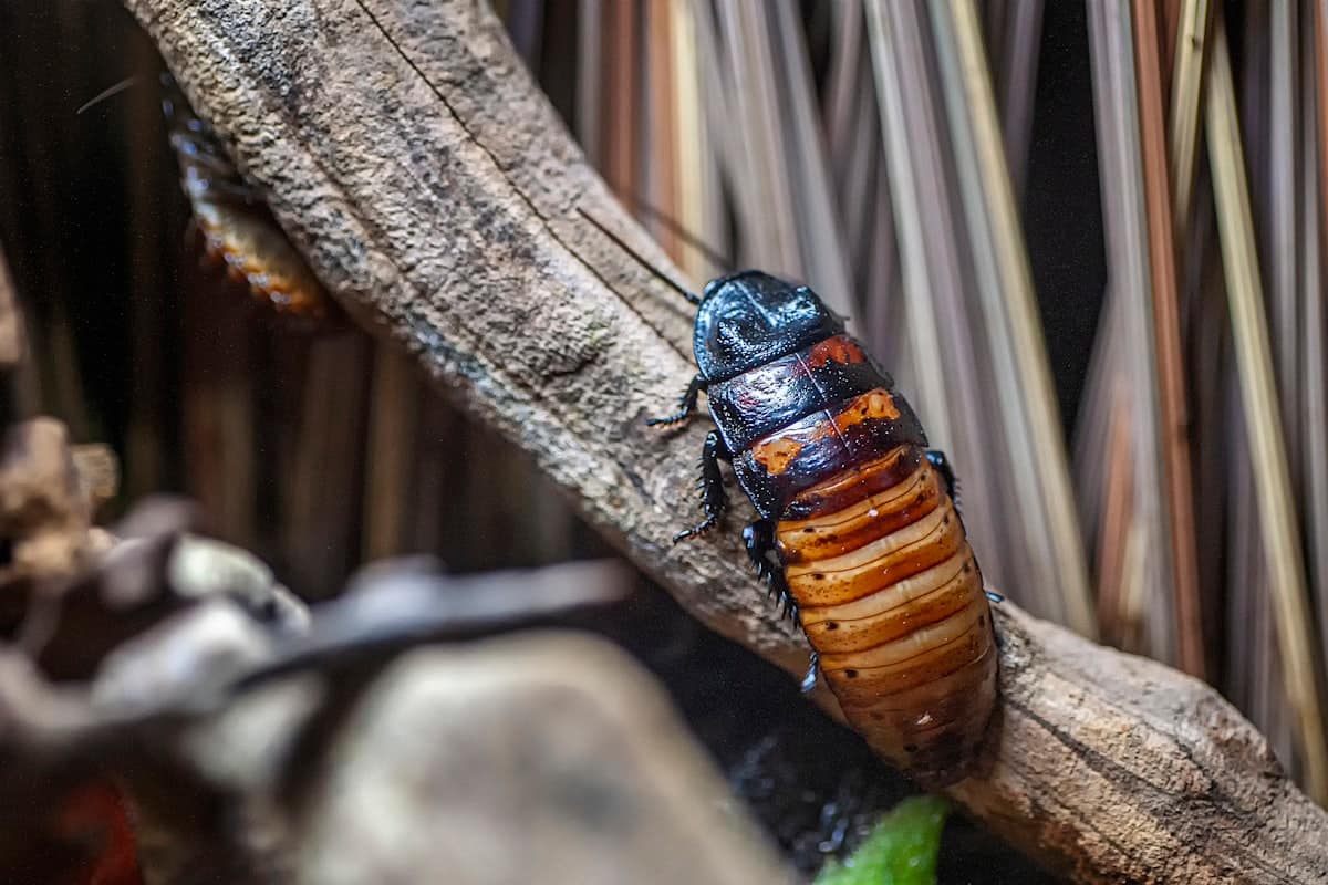 German vs American Cockroaches in Melbourne: How to Tell Them Apart