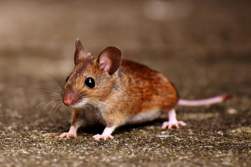 Mice Control Melbourne