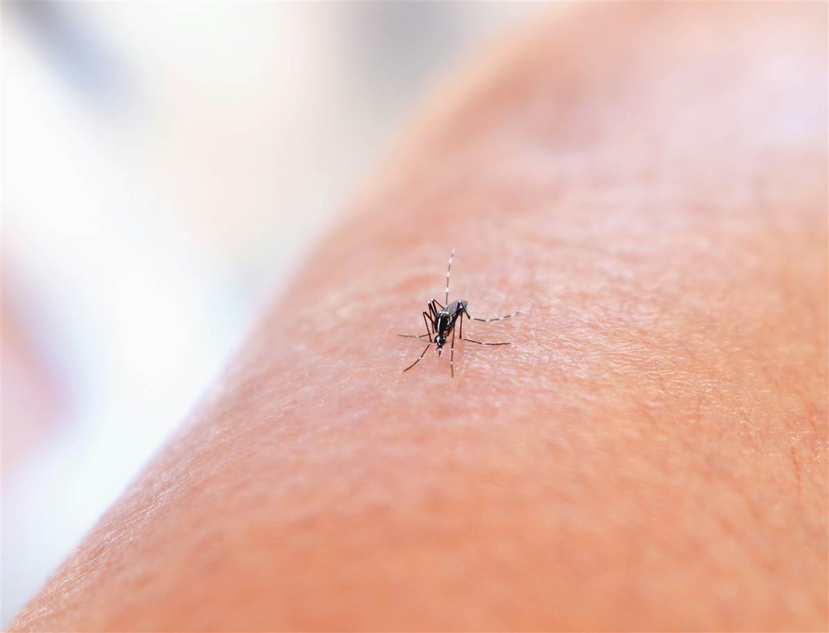 Take Back Your Backyard: Mosquito Control for Melbourne Homes