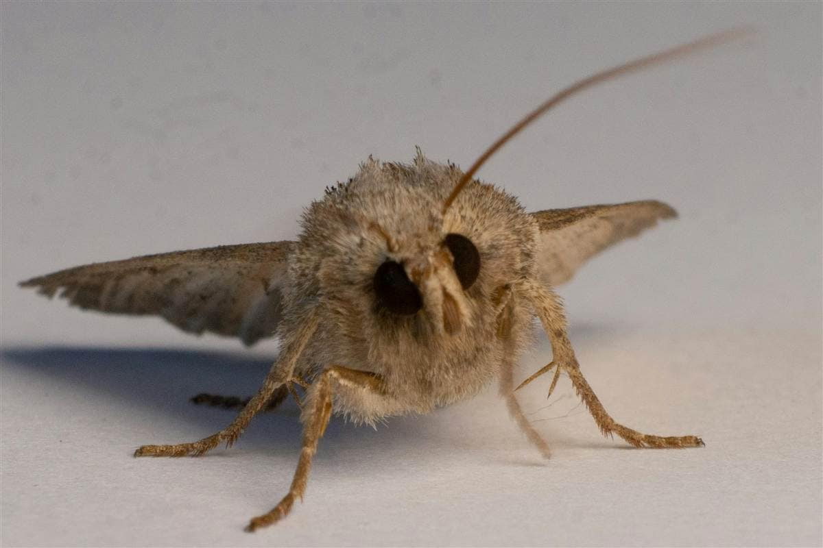 Pantry & Clothes Moth Control in Melbourne