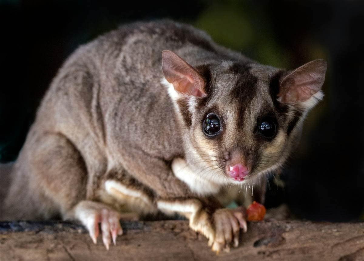 Possums in Your Roof? Melbourne Removal Rules and Humane Solutions