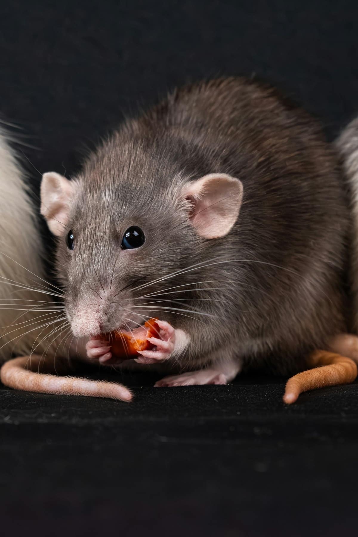 Rat, Mouse, Cockroach or Possum? How to Identify Pest Droppings