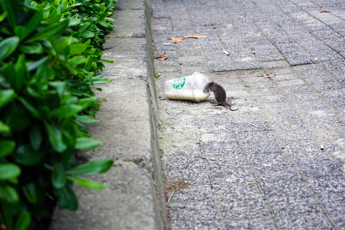 Rats and Mice in Melbourne: How to Get Rid of Rodents for Good
