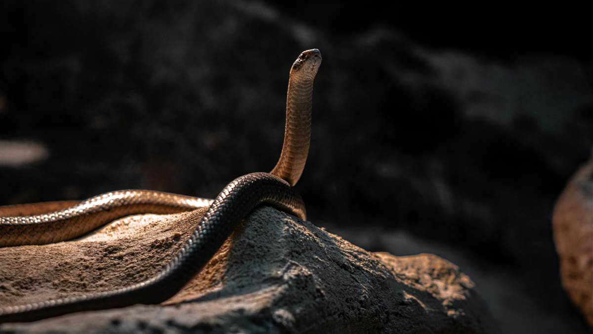 Snake Removal in Melbourne: What to Do If You Find One