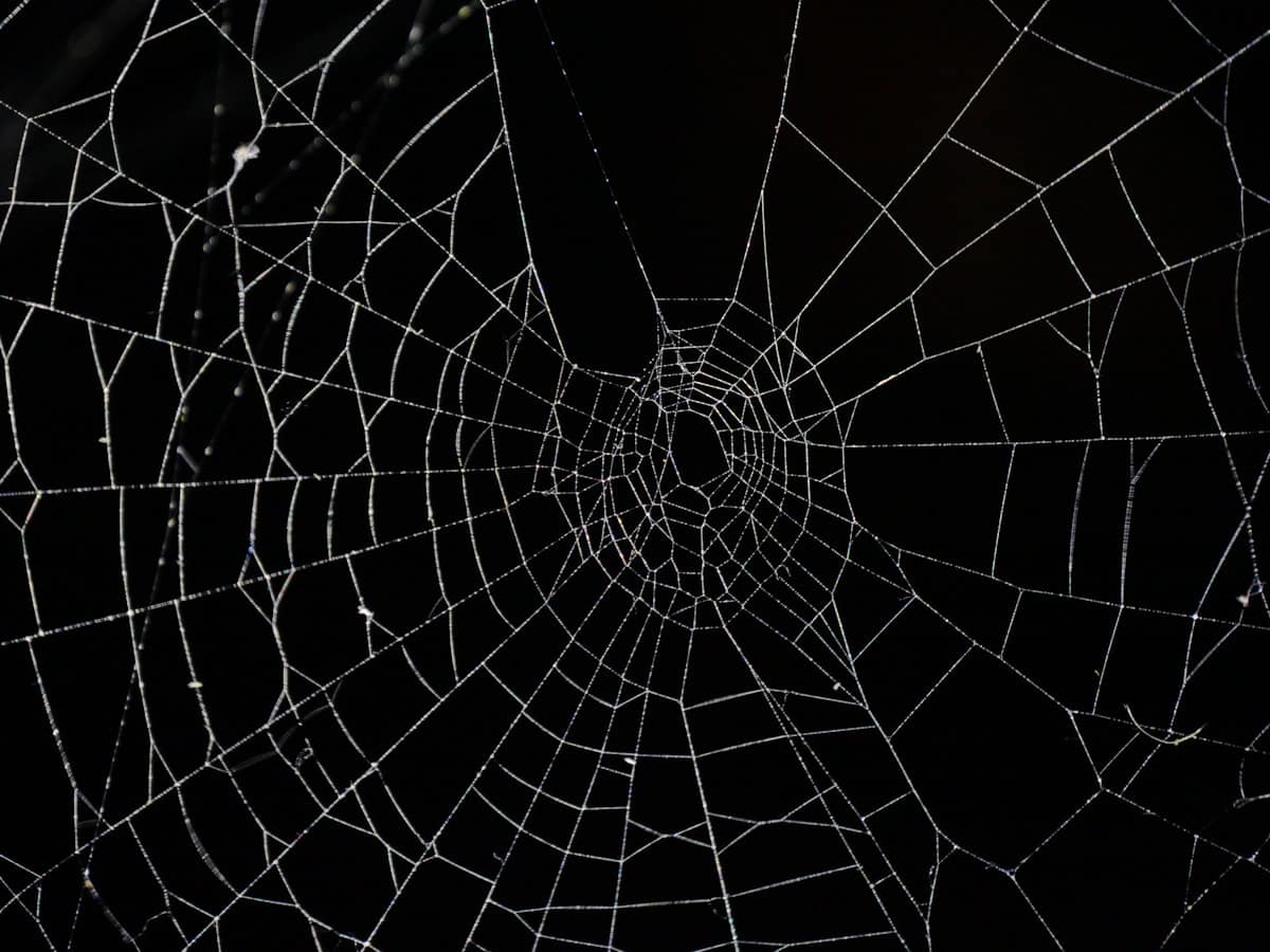 Spider Season Melbourne 2025: Which Spiders Are Dangerous and How to Stay Safe