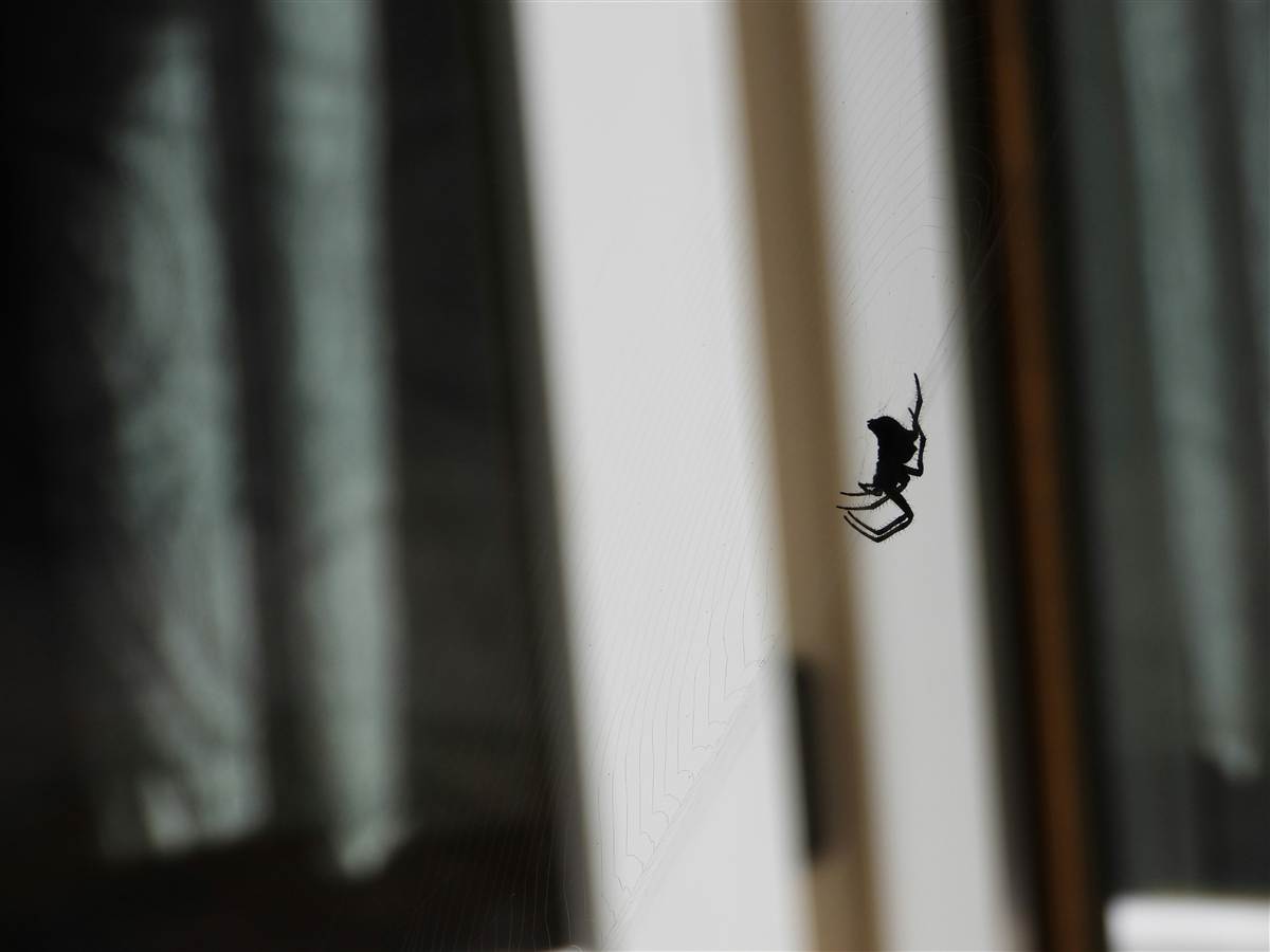Spider Control in Melbourne: Redbacks, White-Tails and Huntsmen