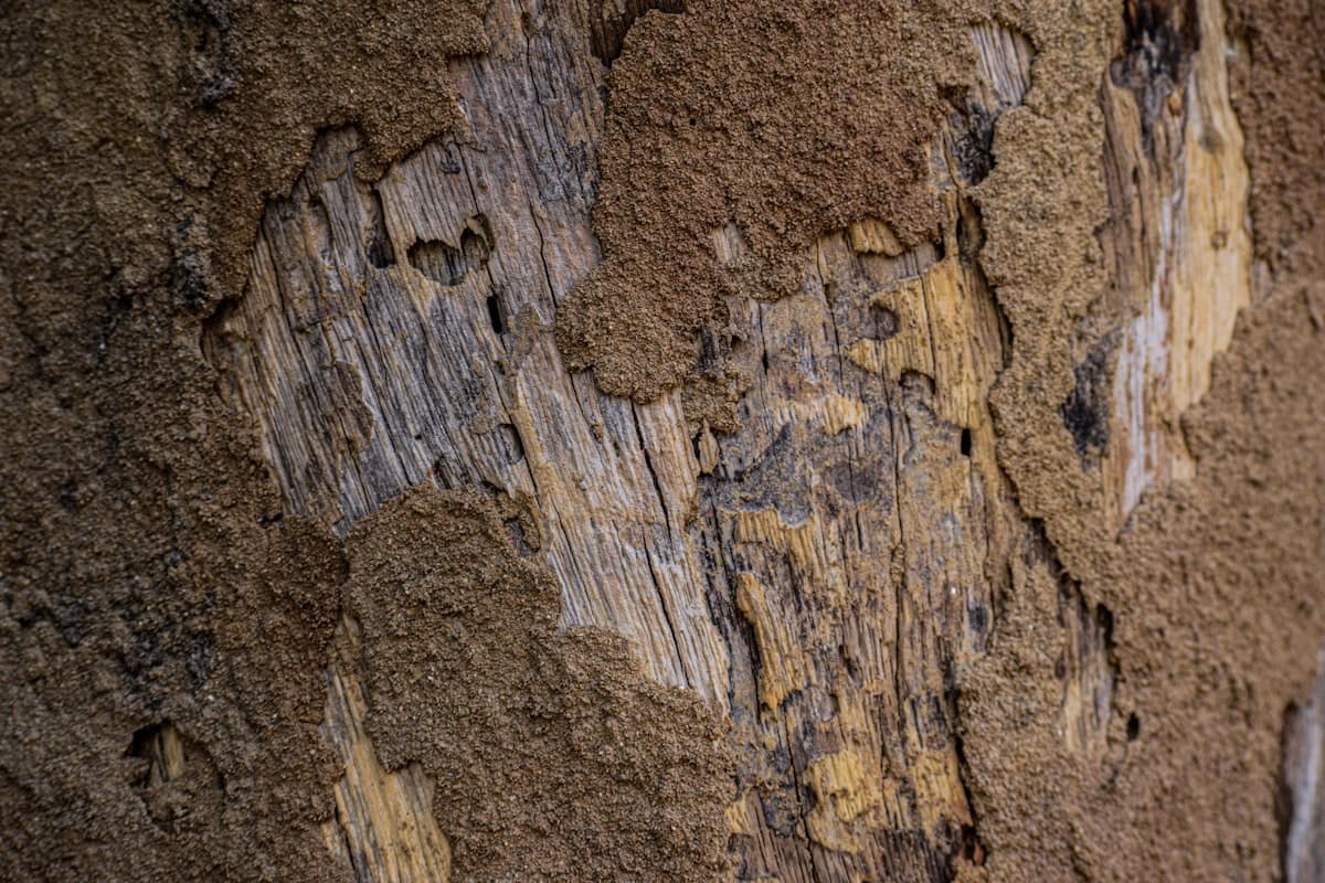 Termite Damage Repair Cost in Melbourne: What Homeowners Actually Pay