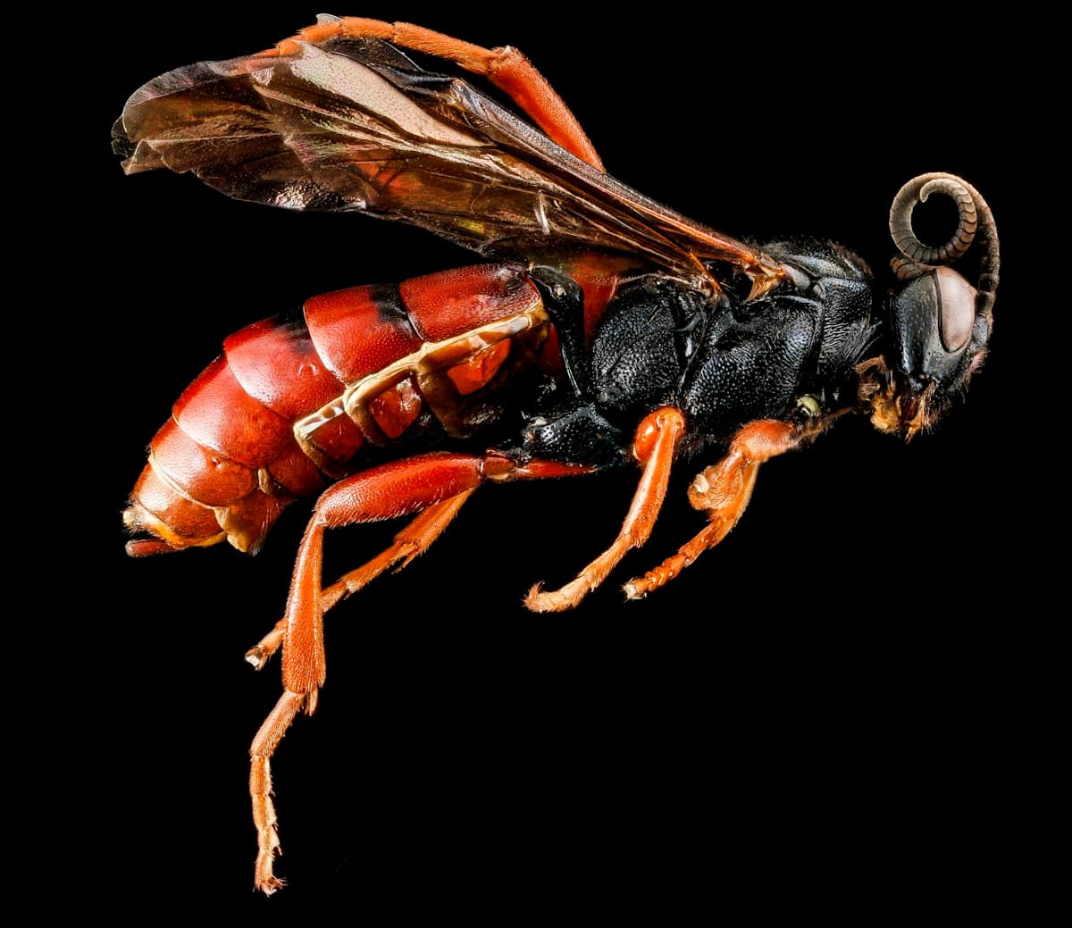 European Wasp Nest Removal in Melbourne: Stay Safe This Season