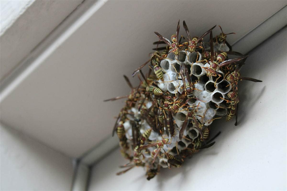 Wasp and Bee Removal in Melbourne: Stay Safe This Summer