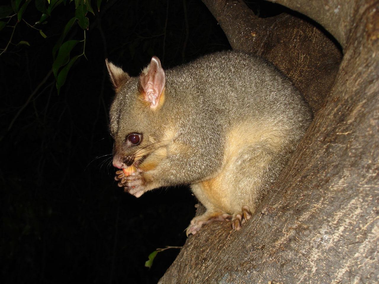 possum, wildlife, marsupial, animal, nature, australia, australian