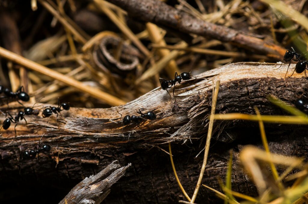 Close-up of black garden ants on a tree log showcasing their natural habitat.