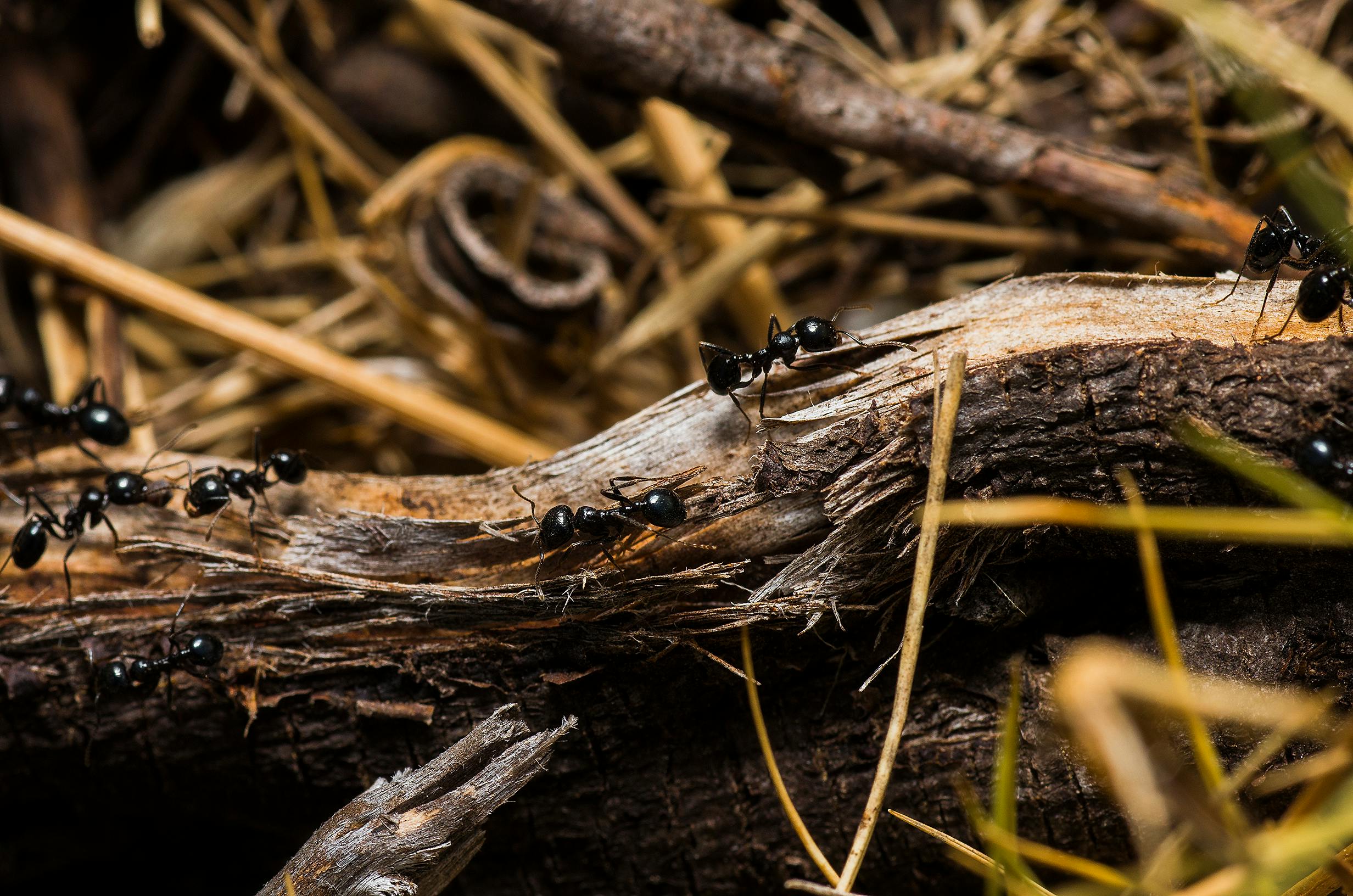 Close-up of black garden ants on a tree log showcasing their natural habitat.