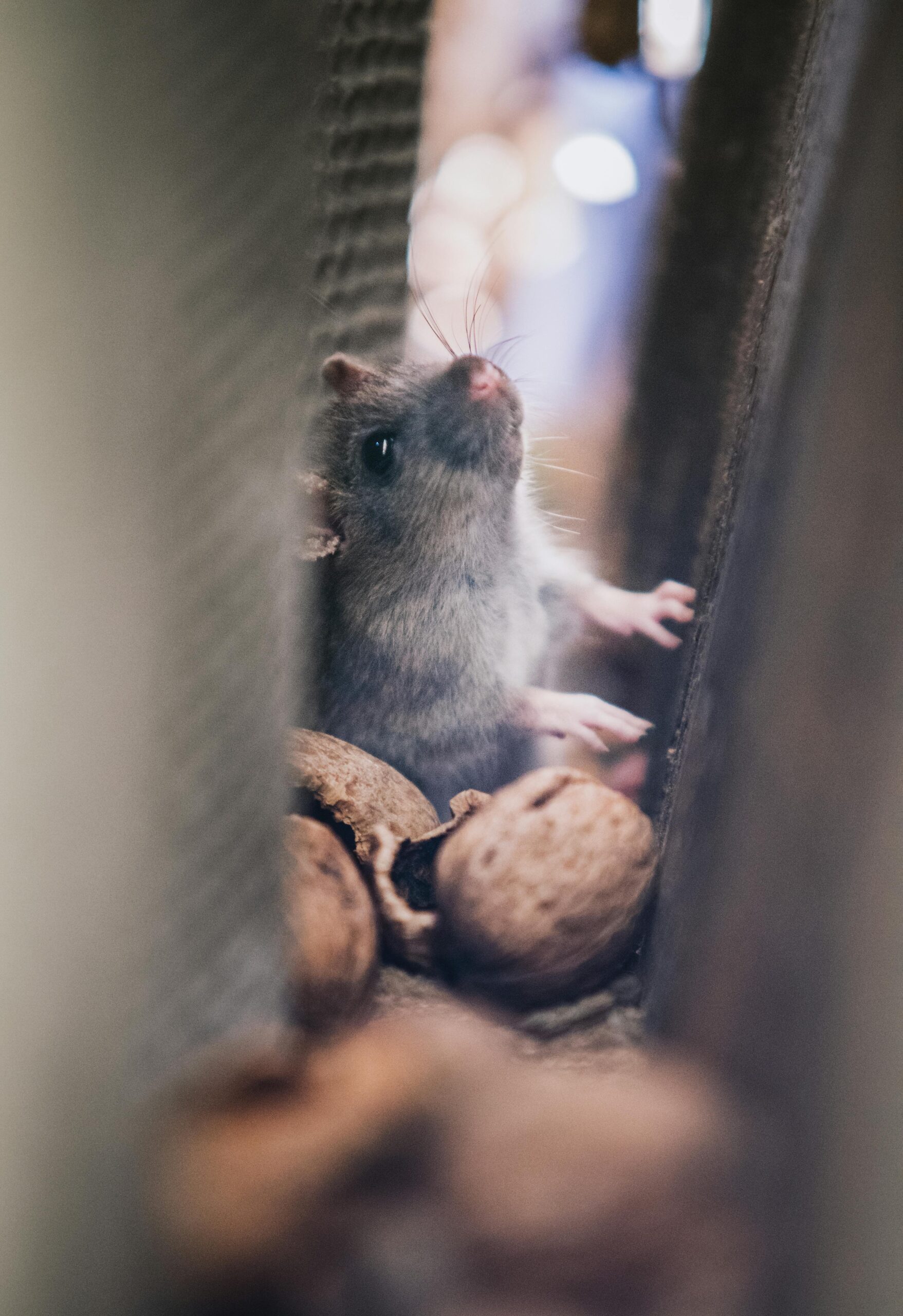 A curious mouse peeks through walnuts in a soft focus image, creating a cozy, natural scene.
