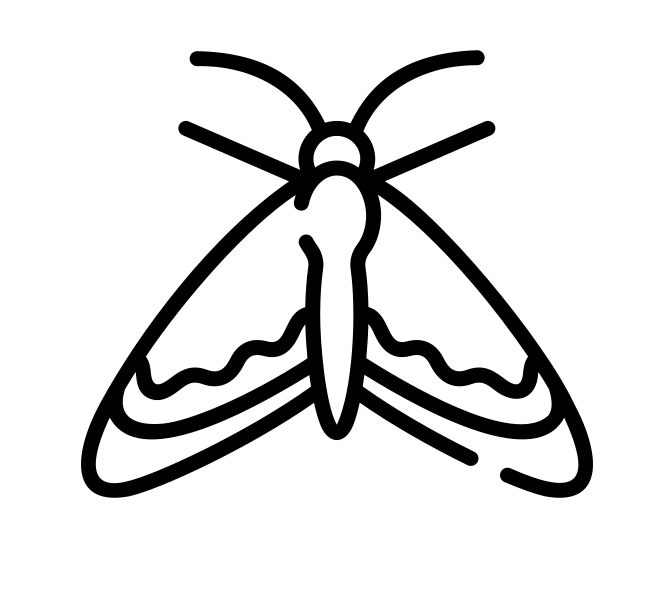 moth moth