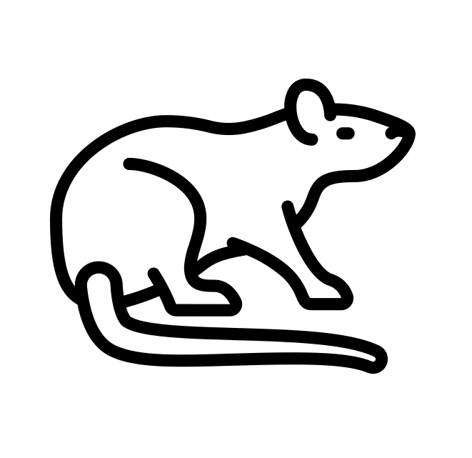 rat rat